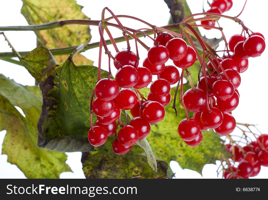 Close-up branch of snowball tree with berries, isolated on white