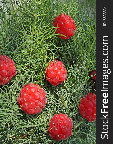 Close up of the juicy raspberries on the fennel background. Vitamins. Close up of the juicy raspberries on the fennel background. Vitamins.