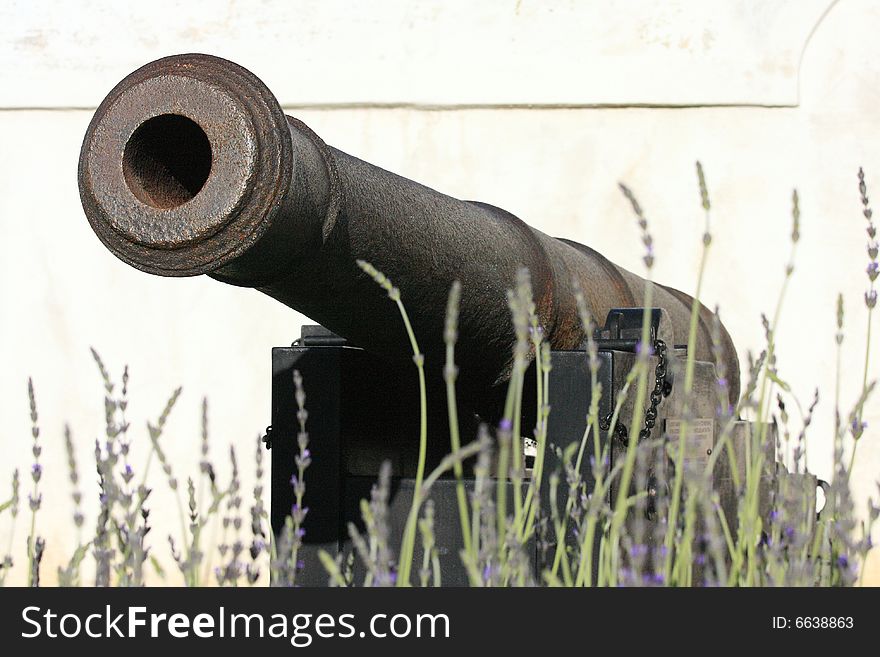 Antique cannon fronted by a bed of lavender. Antique cannon fronted by a bed of lavender