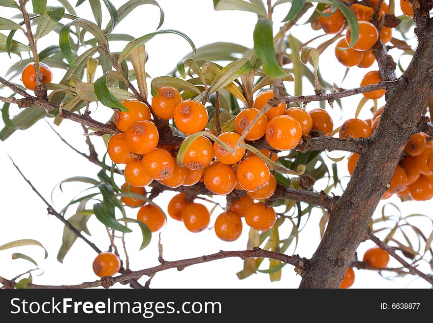 Close-up Branch Of Sea-buckthorn