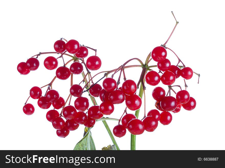 Close-up branch of snowball tree with berries, isolated on white