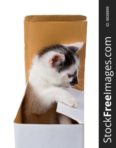 Close-up small kitten on box as gift, isolated on white