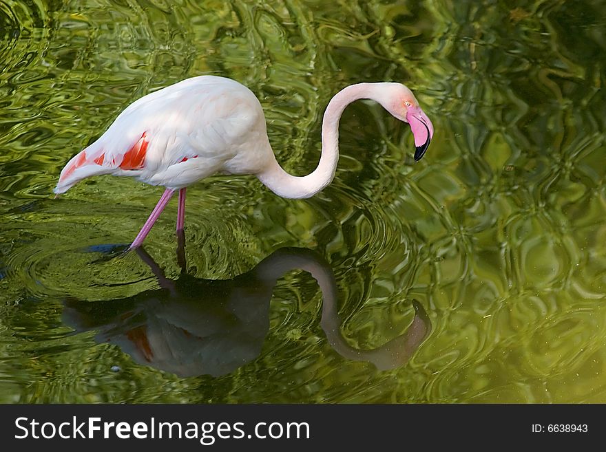 A flamingo searching for food in green water