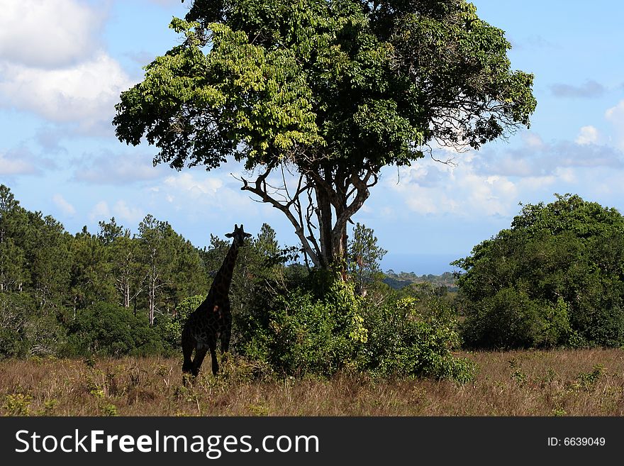 Africa Kenya - under the tree. Africa Kenya - under the tree