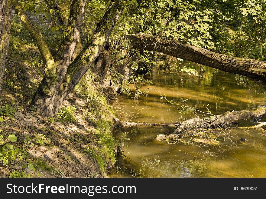 Little forest creek waterside - wild and idyllic. Little forest creek waterside - wild and idyllic