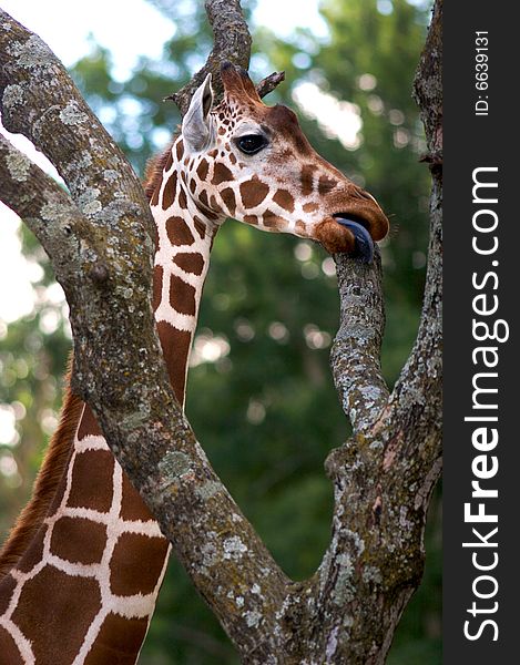 A young African Giraffe eating from a tree
