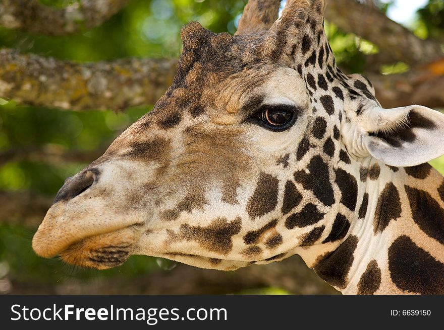 African Giraffe's head while eating from a tree. African Giraffe's head while eating from a tree
