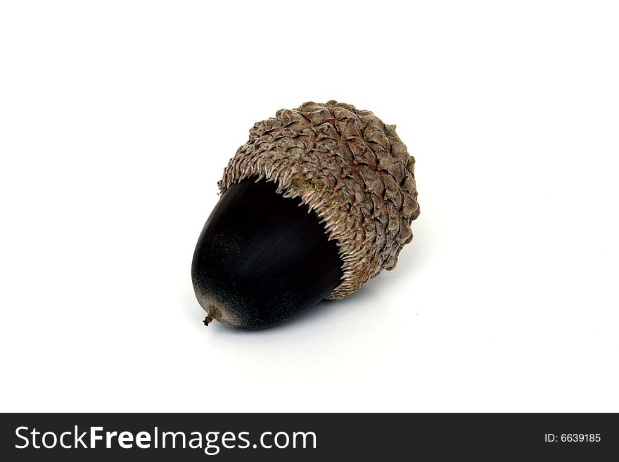 A lone acorn inside its shell