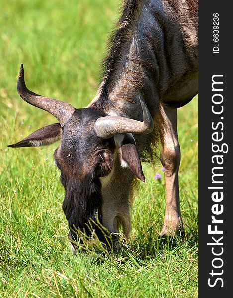 Wildebeest eating grass near a lake