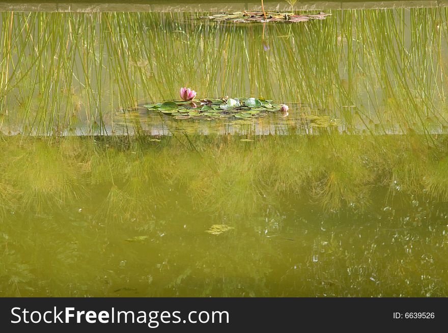 Lily pond with papyrus reflection
