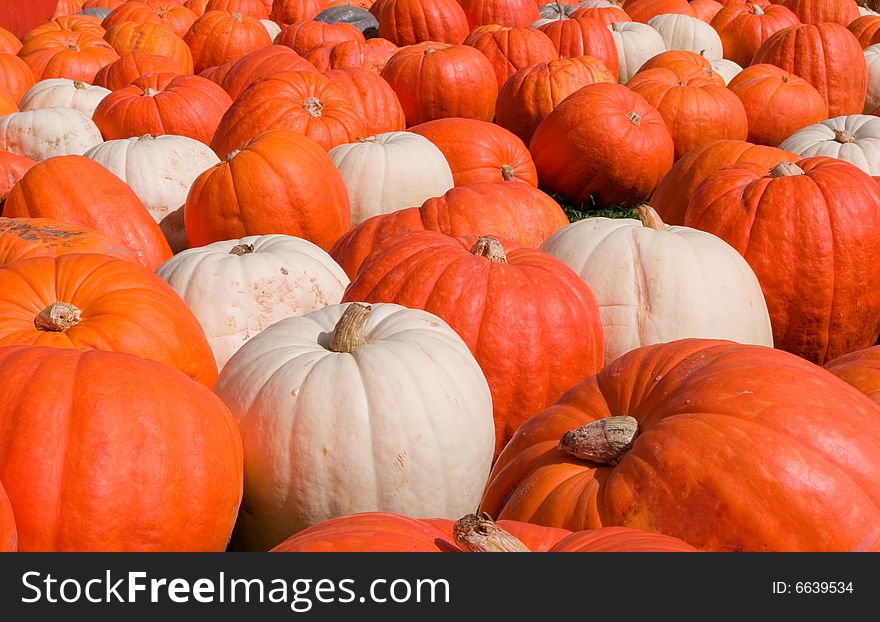 A large number of orange and white pumpkins.