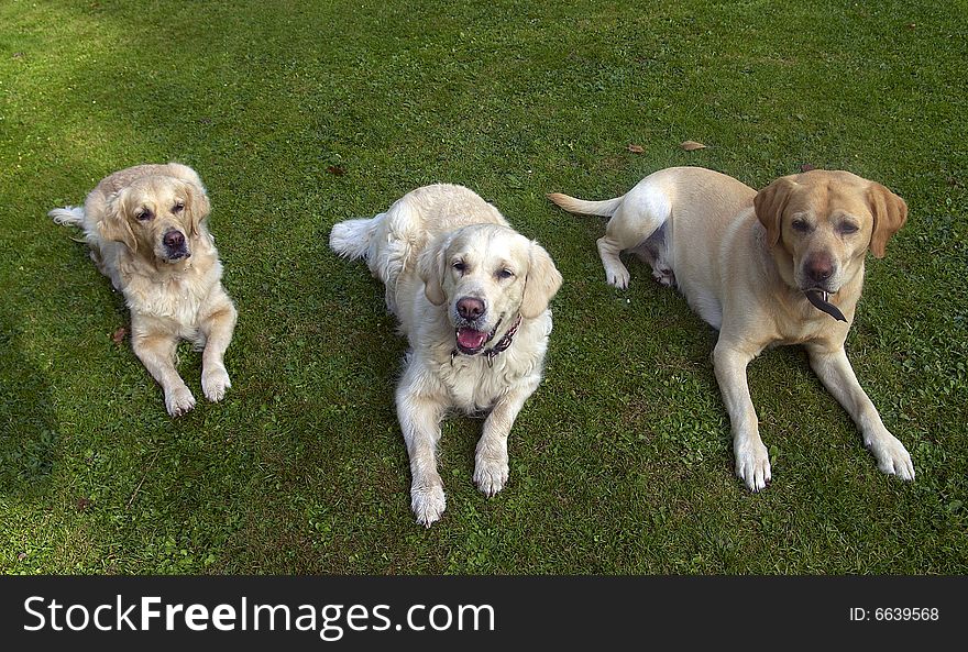 Labrador retriever and gold retrievers. Labrador retriever and gold retrievers