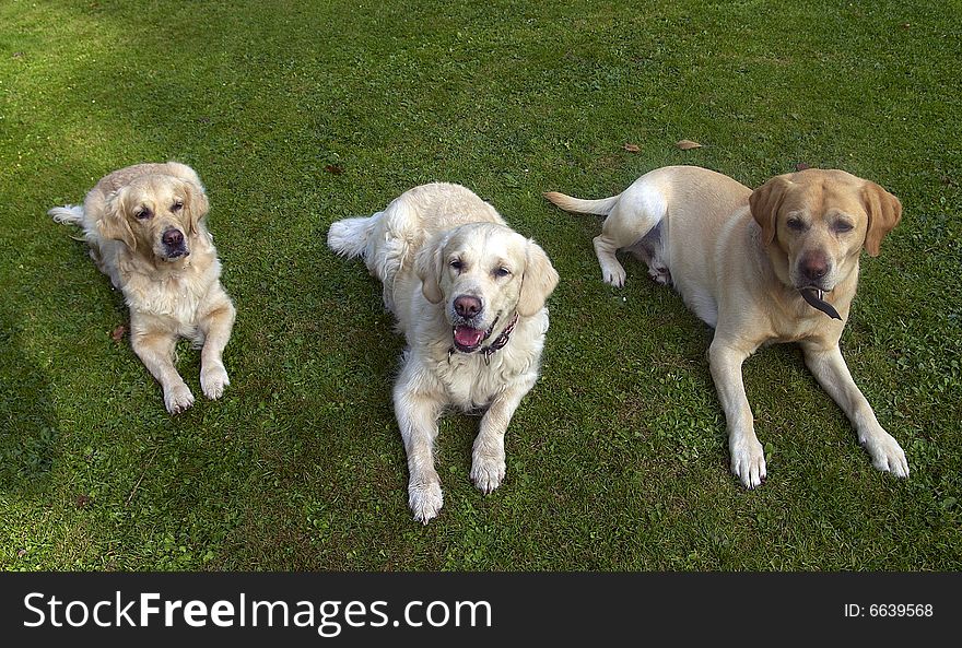 Three Dogs