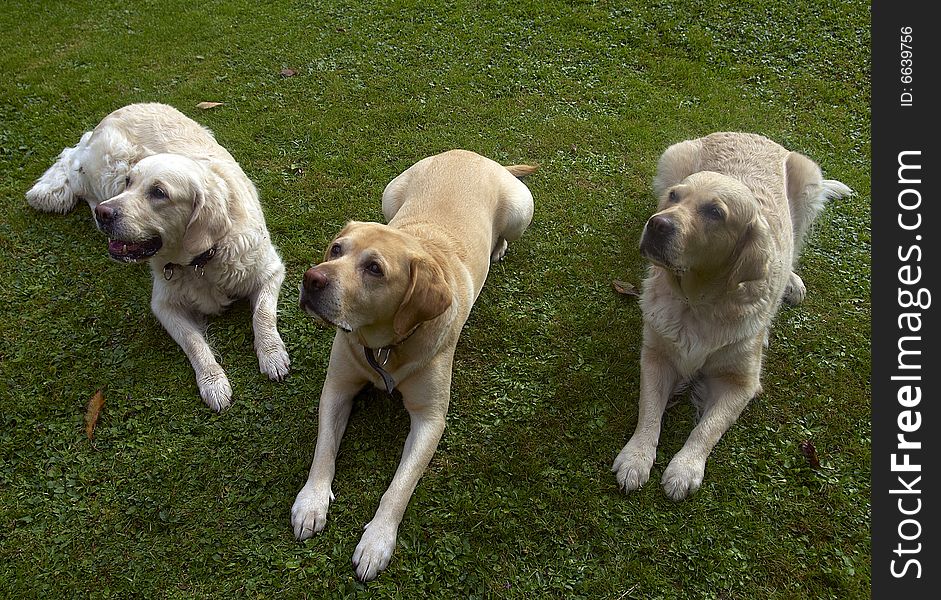 Labrador retriever and gold retrievers. Labrador retriever and gold retrievers
