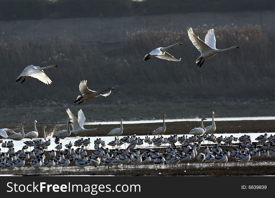 A few swans are flying