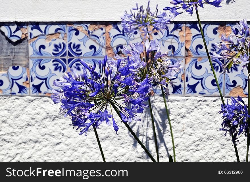 Worn and broken blue azulejo tiles and blue flowers in Portugal. Worn and broken blue azulejo tiles and blue flowers in Portugal