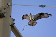 Osprey S Nest Stock Images Osprey S Nest Stock Images