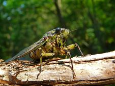 Cicada (Tibicen Bichamatus) 8 Royalty Free Stock Photography Cicada (Tibicen Bichamatus) 8 Royalty Free Stock Photography