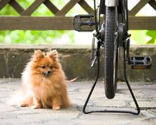 Guard Dog Royalty Free Stock Images