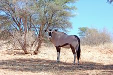 Gemsbok Antelope (Oryx Gazella) Stock Image