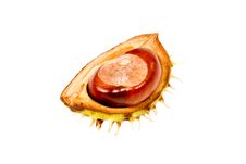 Chestnut Stock Image Chestnut Stock Image