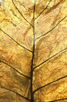 Autumn Leaf Closeup Royalty Free Stock Images