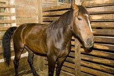 Horse Stock Image Horse Stock Image