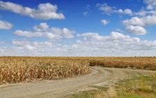 Corn Field Stock Photos Corn Field Stock Photos