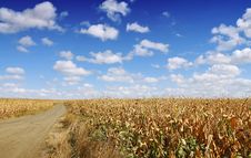 Corn Field Royalty Free Stock Photo Corn Field Royalty Free Stock Photo