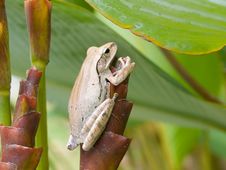 Frog On Tubular Bract Stock Image