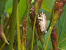 Hidden Frog Stock Photography Hidden Frog Stock Photography
