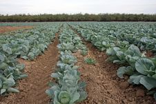 Cabbage Patch Or Field Stock Image