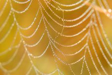 Net Royalty Free Stock Photography Net Royalty Free Stock Photography