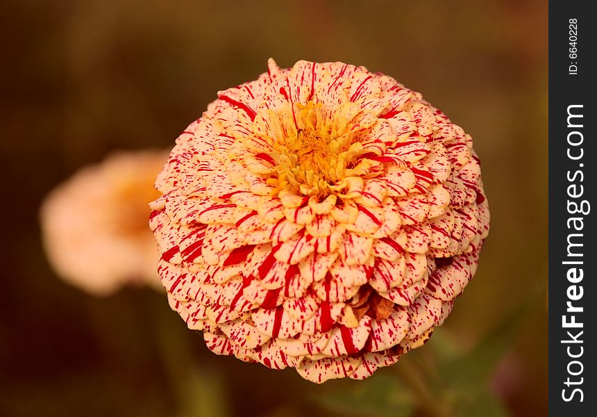 An Urching Flower taken in the Andong area. An Urching Flower taken in the Andong area.