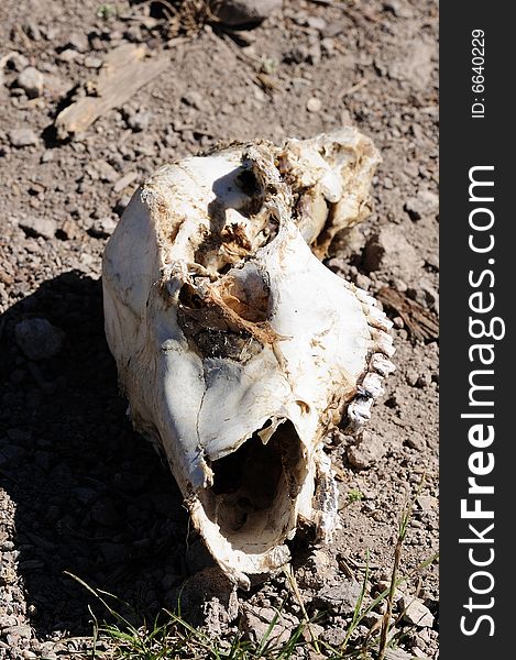 Broken skull in the desert in decomposition