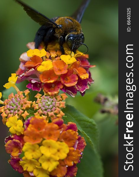 A heavy brown-furred bee working on a flower in Fort San Pedro, Cebu City, Philippines. A heavy brown-furred bee working on a flower in Fort San Pedro, Cebu City, Philippines.