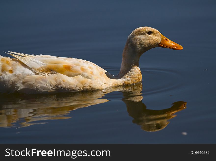 A Dappled Duck swimming in a lake