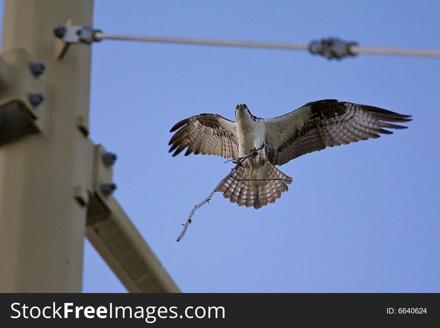 Osprey S Nest