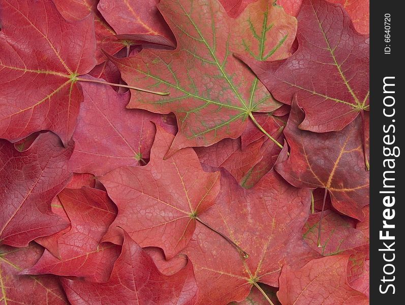 Orange and Red Autumn Maple Leaves Background