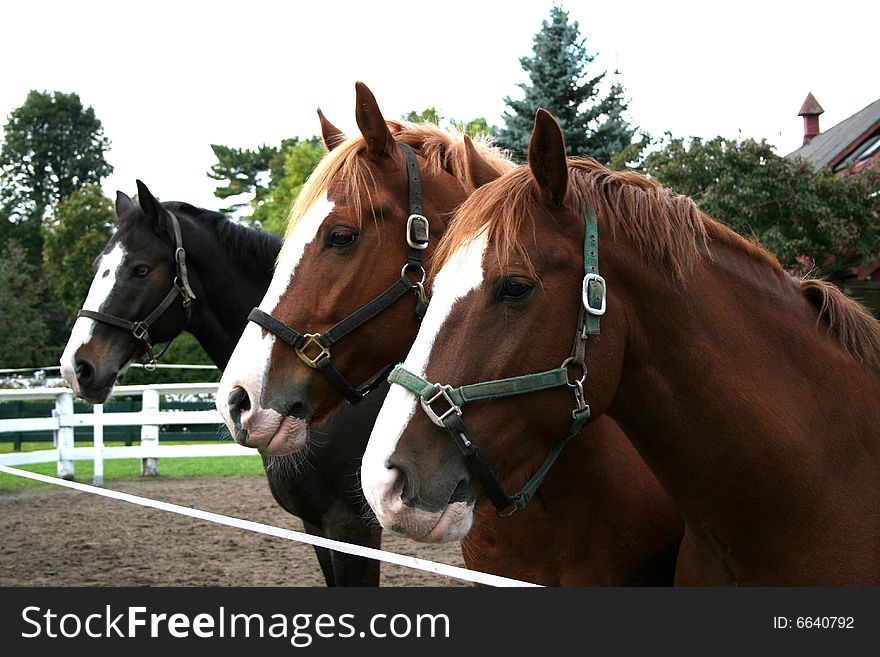 Portrait of three cavalry horses. Portrait of three cavalry horses