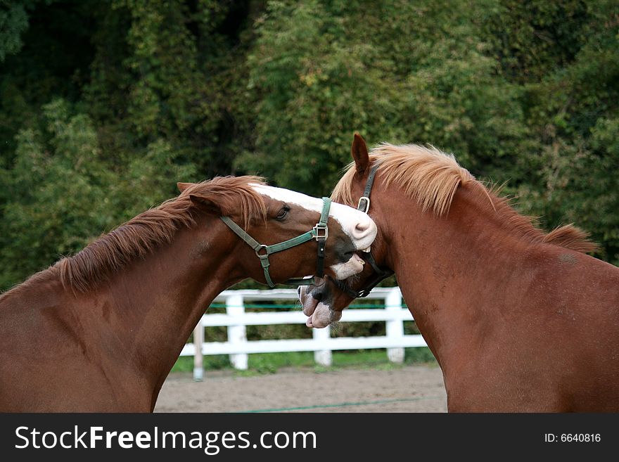 Relationship between two horses on the background of forest