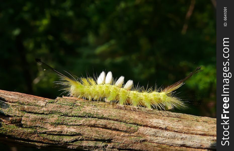 A close-up of the very haired yellow caterpillar on rod. Russian Far East, Primorye. A close-up of the very haired yellow caterpillar on rod. Russian Far East, Primorye.