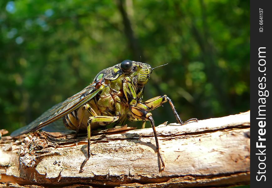 A close-up of a cicada (Tibicen bichamatus) on log. South of Russian Far East, Primorye. A close-up of a cicada (Tibicen bichamatus) on log. South of Russian Far East, Primorye.