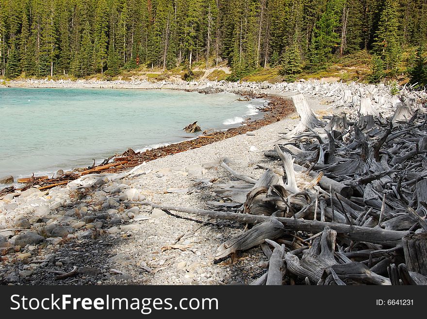 Tree roots on the beach of Upper Lake at Kananaskis Country Alberta Canada. Tree roots on the beach of Upper Lake at Kananaskis Country Alberta Canada