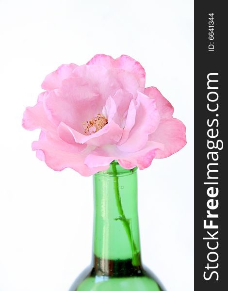 A pink rose in a green bottle vase isolated on a white background. Copy space available