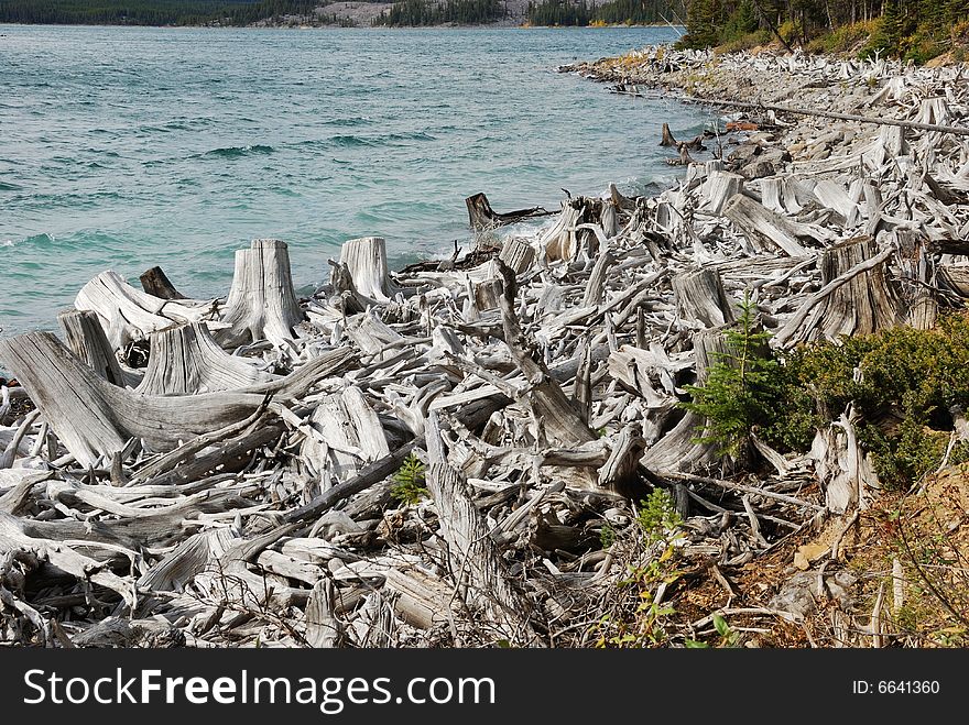 Tree roots on Upper Lake