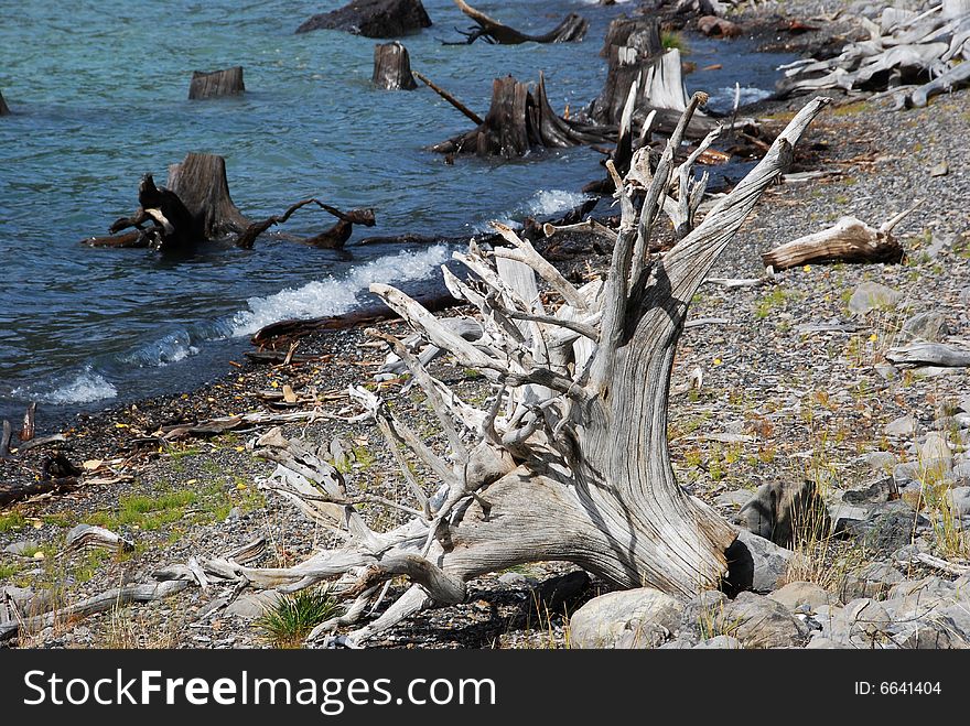 Tree roots on the beach of Upper Lake at Kananaskis Country Alberta Canada