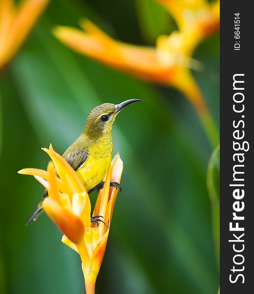 Sunbird Perched On Heliconia