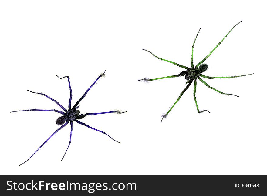 Two spiders on white background. Two spiders on white background