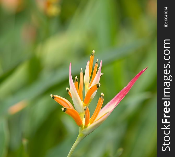 A fresh unblemished bloom of a colorful heliconia flower